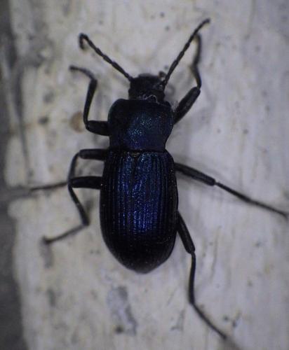 Réf. 273 957 : Helops sp.